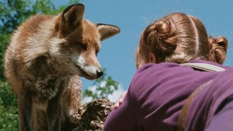 狐狸和我在线观看,一场跨越物种的深情邂逅